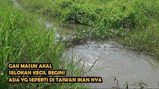 KAGET BIN BENGONG !!Kok bisa selokan kecil seperti ini ada ikan besar nya juga