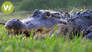 Florida: die Alligatoren der Everglades