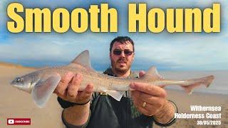Non-Stop Action at Withernsea!  16 Fish Landed – Smooth Hounds, Ray, Dogfish + Whiting
