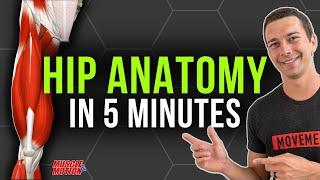 5 Minute Hip Anatomy Review | Quads, Hamstrings, Glutes, Adductors, Abductors, Hip Flexors and More!