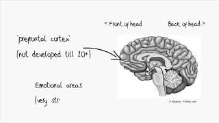 Teenage Brain and Emotions