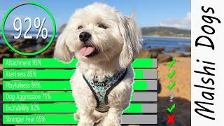 Malshi Dog TEMPERAMENT (Are Malshis good dogs?) Full Grown Maltese Shih Tzu mix personality