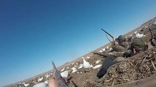 Snow Goose Hunting 2018 018