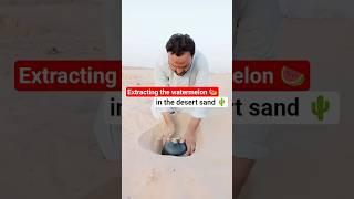 I Extracting🫣 the watermelon  that I had stored in the desert sand #survival #camping #experiment