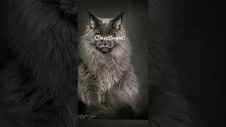 Кот мейн-кун