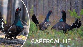 CAPERCAILLIE FUNNY VIDEO COMPILATION