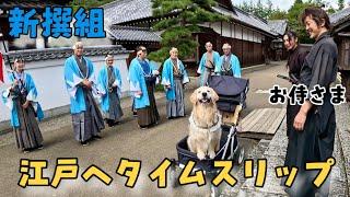 【サブスク旅鬼怒川日光那須編6】日光江戸村オールスターズとぺー【犬連れおすすめポイント】