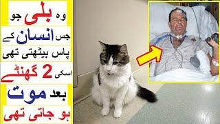 ' Oscar the Cat ' - Aik Billi jo Martay hway Logun ko Pehchan Laiti thi