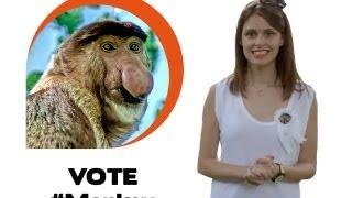 Ugly animal vote - Proboscis monkey (Ellie Taylor)