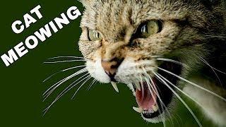 Cat Sound Effect | Cat Meowing