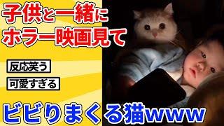 【2ch動物スレ】子供と一緒にホラー映画見た猫の反応ｗｗｗｗｗ