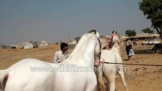 Stallion-mare breeding at Pushkar Mela in Rajasthan