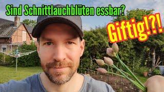 Sind Schnittlauchblüten giftig oder ungenießbar? Kann man Schnittlauch Blüten essen?