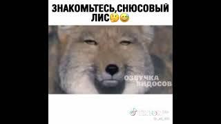 снюсовый лис