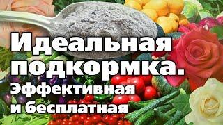 Как использовать золу. Рецепт зольной вытяжки