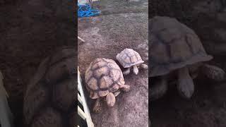 Amazing Zoo for Land Tortoises!