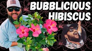 Bubblegum Pink Hibiscus Repotting! | Growing Tropical Hibiscus in Containers!