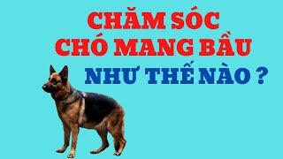 Chăm Sóc Chó Mang Bầu Như Thế Nào / Hướng Dẫn Chăm Sóc chó / Bằng Đoàn TB