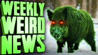 RADIOACTIVE HOGS - Weekly Weird News