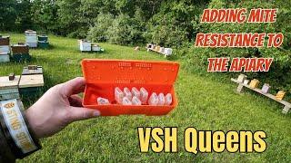 How to add Queen Bees to Hives  - VSH Queens