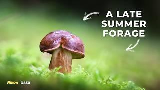 September Mushroom Photography! Foraging with a Nikon D850