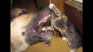  Give me back my cutlet!  The funniest video with cats and dogs for a good mood! 