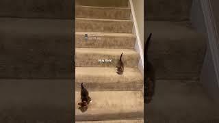 stairs are very treacherous : unamamiloca (TikTok), #shorts