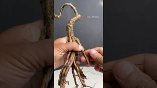 Exposed Roots Bougainvillea Bonsai