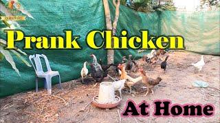 Prank Chicken Vs Chicken 2021| Chicken Funny 2021 | Sresre Toukvill