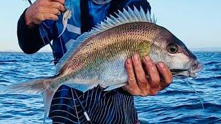 Fishing the reef NSW Catch & Cook