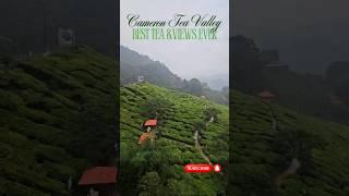 Cameron Tea Valley - Best Tea & Views Ever! Malaysia Tourist Attractions