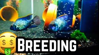 Electric Blue Acara Breeding, Sexing, & Baby Fry