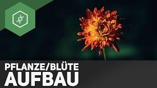 Pflanze und Blüte Aufbau - einfach erklärt