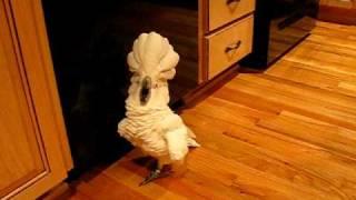 umbrella cockatoo going mad in kitchen floor. but a happy bird