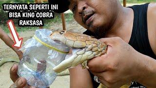 REMOVE THE TUNES AND YOU CAN KING THE GIANT GOLDEN COBRA | KING COBRA | SNAKE