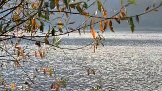 Fauna divesirty on lakes from Neamt County