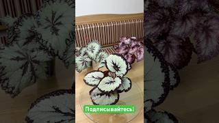 Бегонии нашей селекции. Посылочка для нашего покупателя. #begonia #бегонии