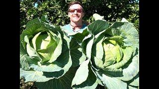 How To Grow Massive Heads of Cabbage