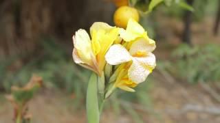 Growing Conditions for Canna Lilies