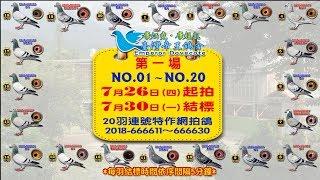 五洲網拍嚴選～帝王鴿舍 康炳堯．康超凱 父子 第一場NO.1～20 特作20羽連號網拍鴿 原鴿影音真實呈現