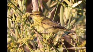 Μουγιαννούι Phylloscopus · collybita · chiffchaff · Leaf warblers