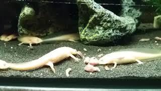 Spanischer Rippenmolch (Pleurodeles waltl) Albino