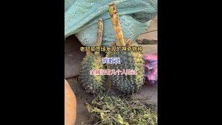老挝菜市场发现的神奇水果  第一次见到 长得太奇怪了#老挝 #东南亚 #东南亚风情