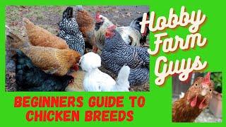 The Best Chicken Breeds For Beginners