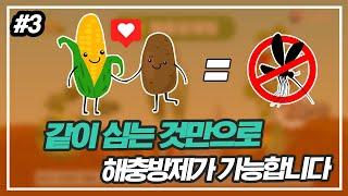 건강한 텃밭 가꾸기? 동반식물을 심으세요! - 가. 해충방제형 동반식물