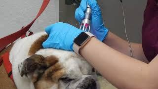 Dr. Kraemer Vet4Bulldog - Painfull Bulldog Ear Canal Disease Treated With Laser