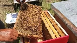 Hasil memecah Koloni Lebah selama 1 bulan ... ini ukuran Ratu lebah nya