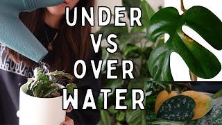 Over Watering & Under Watering Houseplants! | Plant Watering