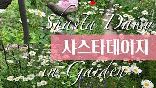 샤스타데이지 special/오늘의주인공은 나야나/ Shasta Daisy in Garden