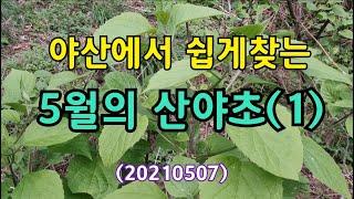 #야산에서 쉽게찾는 5월의 산야초(1) 20210507.누리장나무 상세설명.